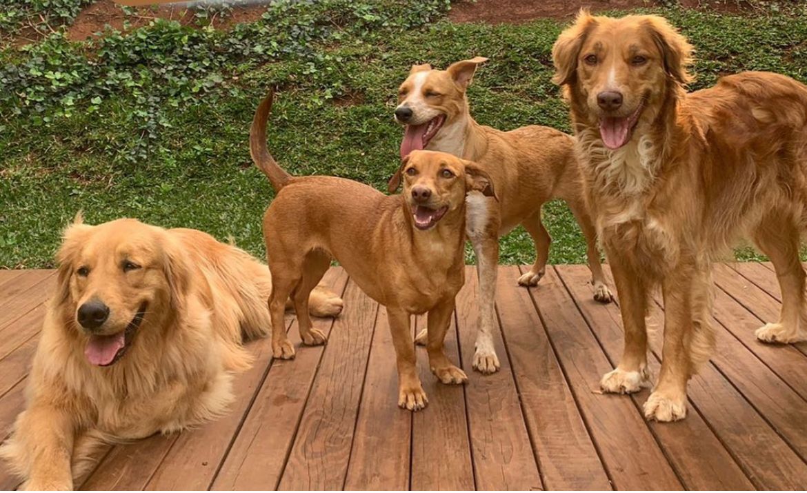 Creche para os Cães